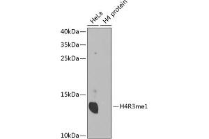 Western blot analysis of extracts of various cell lines, using MonoMethyl-Histone H4-R3 antibody (ABIN1680263, ABIN1680264, ABIN6220110 and ABIN6220114). (Histone H4 抗体  (meArg3))