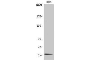 Western Blotting (WB) image for anti-CDC-Like Kinase 4 (CLK4) (Internal Region) antibody (ABIN3183962) (CLK4 抗体  (Internal Region))