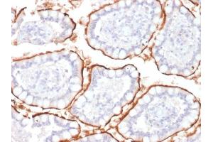Formalin-fixed, paraffin-embedded human Colon stained with CD10 Mouse Monoclonal Antibody (MME/1870). (MME 抗体  (AA 297-483))