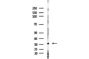 anti-MAS-Related GPR, Member X4 (MRGPRX4) (C-Term) antibody