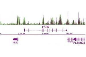 Next-Gen sequencing data generated using 5-Methylcytosine (5-mC) antibody (mAb) correlates well with CpG density. (5-Methylcytosine 抗体)