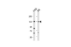 All lanes : Anti-BARON Antibody (N-term) at 1:2000 dilution Lane 1: K562 whole cell lysate Lane 2: 293 whole cell lysate Lysates/proteins at 20 μg per lane. (Rubicon 抗体  (N-Term))