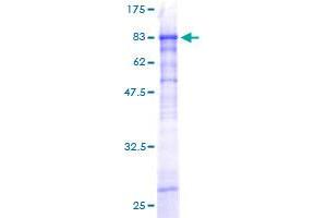 ZSCAN20 Protein (AA 1-433) (GST tag)