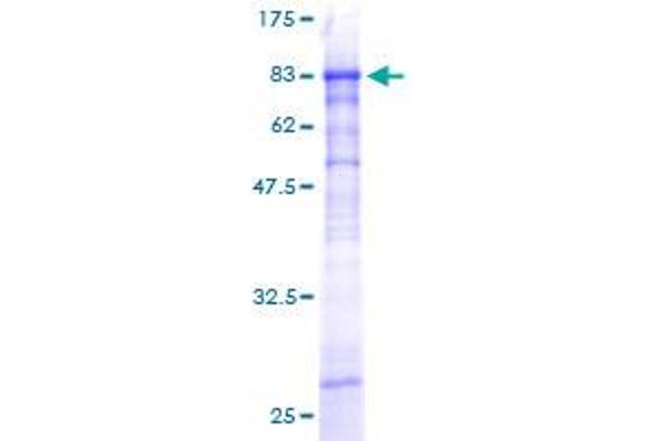 ZSCAN20 Protein (AA 1-433) (GST tag)
