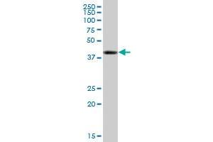 TPP1 MaxPab polyclonal antibody. (TPP1 抗体  (AA 1-563))