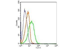 Mouse splenocytes probed with Rabbit Anti-CD163/M130 Polyclonal Antibody, FITC Conjugated (ABIN741577) at 1:10 for 30 minutes compared to control unstained cells (blue) and isotype control. (CD163 抗体  (AA 1001-1121) (FITC))