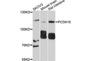 Western blot analysis of extracts of various cell lines, using PCDH10 antibody (ABIN4904694) at 1:1000 dilution.