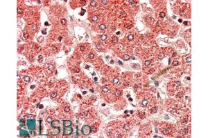 ABIN571254 (5µg/ml) staining of paraffin embedded Human Liver. (ALDH6A1 抗体  (AA 487-496))