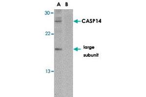 Western blot analysis of CASP14 in Jurkat cell lysate in the (A) absence or (B) presence of blocking peptide with CASP14 polyclonal antibody  at 1 ug/mL . (CASP14 抗体  (C-Term))