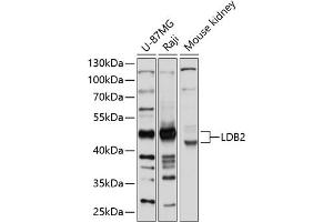 Western blot analysis of extracts of various cell lines, using LDB2 antibody (ABIN6128178, ABIN6143123, ABIN6143124 and ABIN6214742) at 1:1000 dilution. (LIM Domain Binding 2 Protein 抗体  (AA 204-373))