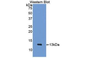 Western Blotting (WB) image for anti-Platelet Factor 4 (PF4) (AA 30-105) antibody (ABIN1078451) (PF4 抗体  (AA 30-105))