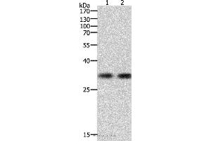 Western blot analysis of k562 cell and Hela cell, using HAVCR1 Polyclonal Antibody at dilution of 1:700