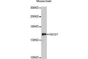 Western blot analysis of extracts of mouse brain, using ABCB1 antibody. (P-Glycoprotein 抗体)