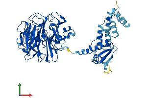 AlphaFold protein structure predicition of Mouse Recombinant Rcbtb1 Protein, UniprotID Q6NXM2 (RCBTB1 Protein (AA 1-531) (His tag))
