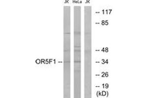 Western blot analysis of extracts from HeLa/Jurkat cells, using OR5F1 Antibody. (OR5F1 抗体  (AA 265-314))