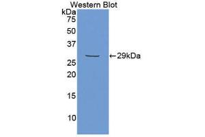 Western Blotting (WB) image for anti-Matrix Extracellular phosphoglycoprotein (MEPE) (AA 212-445) antibody (ABIN1859804) (MEPE 抗体  (AA 212-445))