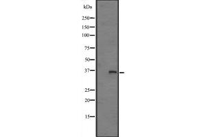Western blot analysis of FN3K expression in HepG2 cell lysate ;,The lane on the left is treated with the antigen-specific peptide.