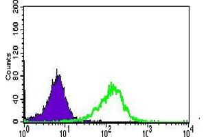 Flow cytometric analysis of HepG2 cells using WDR66 mouse mAb (green) and negative control (purple). (WDR66 抗体  (AA 1-250))