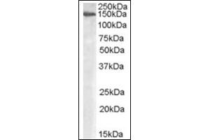 Image no. 2 for anti-Mannosidase, Alpha, Class 2A, Member 1 (MAN2A1) (Internal Region) antibody (ABIN374917) (alpha-Mannosidase II 抗体  (Internal Region))