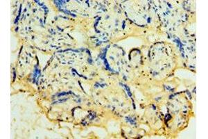 Immunohistochemistry of paraffin-embedded human placenta tissue using ABIN7173935 at dilution of 1:100 (TACSTD2 抗体  (AA 27-270))