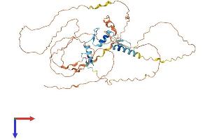 EGR2 Protein (AA 1-476) (His tag)