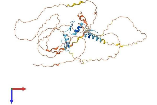 EGR2 Protein (AA 1-476) (His tag)