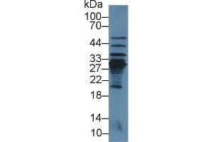 Western Blot; Sample: Mouse Liver lysate; Primary Ab: 3µg/ml Rabbit Anti-Rat CRP Antibody Second Ab: 0. (CRP 抗体  (AA 20-230))