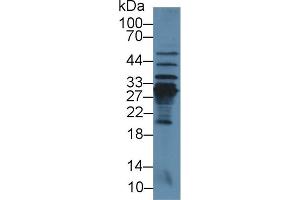 Western Blot; Sample: Mouse Liver lysate; Primary Ab: 3µg/ml Rabbit Anti-Rat CRP Antibody Second Ab: 0.