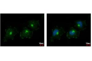 ICC/IF Image C1s antibody detects C1S protein at Golgi apparatus by immunofluorescent analysis. (C1S 抗体)