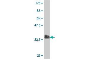 Western Blot detection against Immunogen (38.