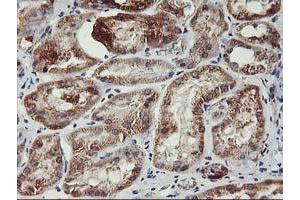 Image no. 6 for anti-TNF Receptor-Associated Protein 1 (TRAP1) antibody (ABIN1501499)