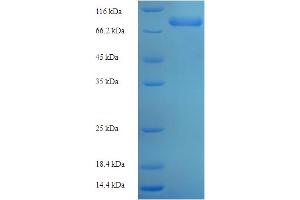 SDS-PAGE (SDS) image for Polymerase (DNA Directed), gamma 2, Accessory Subunit (POLG2) (AA 1-485), (full length) protein (His-SUMO Tag) (ABIN5711899) (POLG2 Protein (AA 1-485, full length) (His-SUMO Tag))