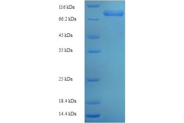 POLG2 Protein (AA 1-485, full length) (His-SUMO Tag)