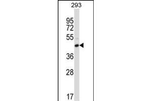 FCGR2C Antibody (C-term) (ABIN657652 and ABIN2846647) western blot analysis in 293 cell line lysates (35 μg/lane). (FCGR2C 抗体  (C-Term))