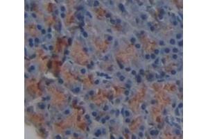 IHC-P analysis of Mouse Tissue, with DAB staining. (HAVCR1 抗体  (AA 22-237))
