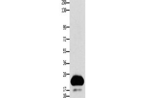 Western Blotting (WB) image for anti-Claudin 4 (CLDN4) antibody (ABIN2431410) (Claudin 4 抗体)