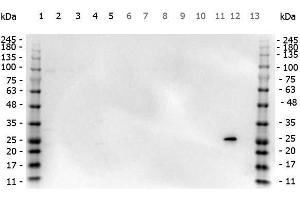Western Blot of Rabbit anti-GST antibody. (GST 抗体)