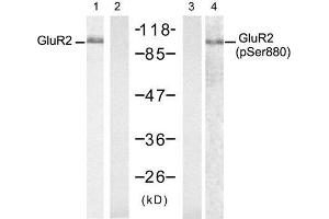 Western blot analysis of extract from mouse brain tissue, using Glutamate receptor 2 (Precursor)(Ab-880) antibody (E021284, Lane 1 and 2) and Glutamate receptor 2 (Precursor)(phospho-Ser880) antibody (E011292, Lane 3 and 4). (GRIA2 抗体  (Precursor))