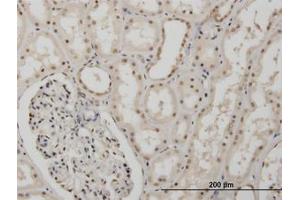 Image no. 1 for anti-Musashi Homolog 1 (Drosophila) (MSI1) (AA 1-87) antibody (ABIN466060) (MSI1 抗体  (AA 1-87))