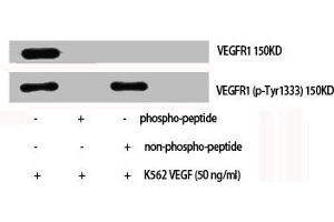 Western Blot analysis of K562+VEGF cells using Phospho-Flt-1 (Y1333) Polyclonal Antibody (FLT1 抗体  (pTyr1333))