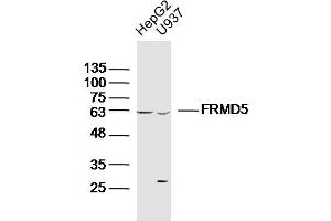 Lane 1: HepG2 lysates Lane 2: U937 lysates probed with FRMD5 Polyclonal Antibody, Unconjugated  at 1:300 dilution and 4˚C overnight incubation. (FRMD5 抗体  (AA 211-312))