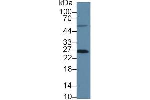 Western Blotting (WB) image for anti-Methionine Sulfoxide Reductase A (MSRA) (AA 27-235) antibody (ABIN7440893)