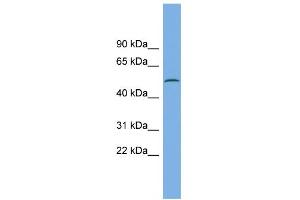 WB Suggested Anti-CAMK1G Antibody Titration: 0. (CAMK1G 抗体  (N-Term))