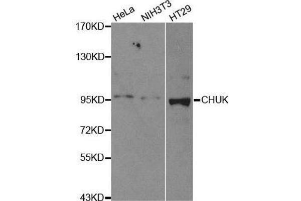 IKK alpha 抗体  (C-Term)