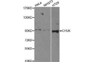 Western blot analysis of extracts of various cell lines, using CHUK antibody. (IKK alpha 抗体  (C-Term))