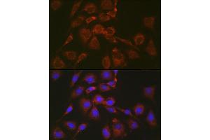 Immunofluorescence analysis of NIH/3T3 cells using BOK Rabbit pAb (ABIN7265866) at dilution of 1:100 (40x lens). (BOK 抗体  (AA 1-100))
