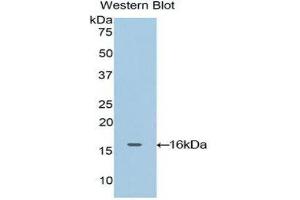Western Blotting (WB) image for anti-Oncomodulin (OCM) (AA 1-109) antibody (ABIN1860096) (Oncomodulin 抗体  (AA 1-109))