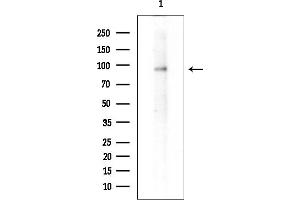 Western blot analysis of lysates from Mouse brain, using PSD95 Mouse Monoclonal Antibody at 1/1000 dilution.