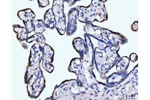 IHC analysis of Giantin/GOLGB1 using anti-Giantin/GOLGB1 antibody (ABIN7600139).