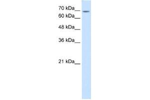 WB Suggested Anti-USP48 Antibody Titration:  0. (USP48 抗体  (C-Term))